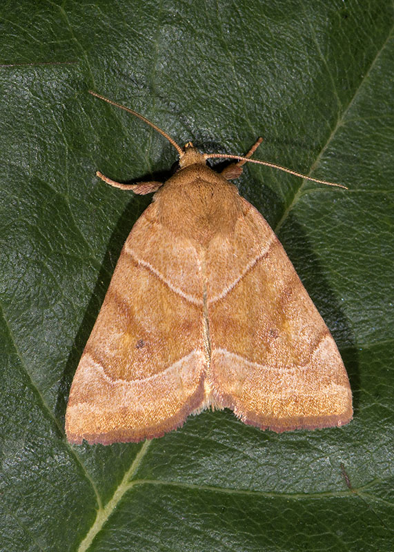 Cosmia (Calymnia) trapezina, Noctuidae